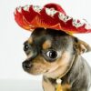 Mariachi Hat Pet
