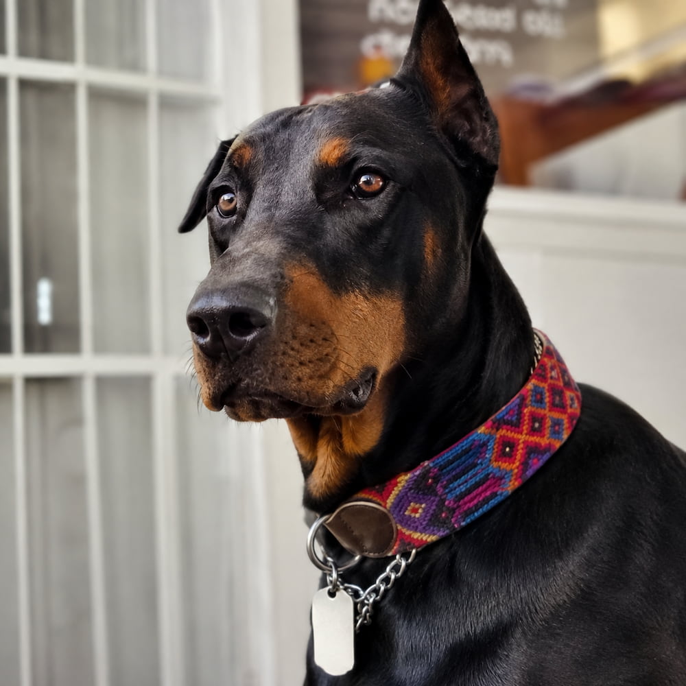 Alternative view of Medium and Large Dogs Pet Collar